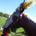 Horse in Barding