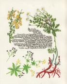 Hand of Tyr, Order of the